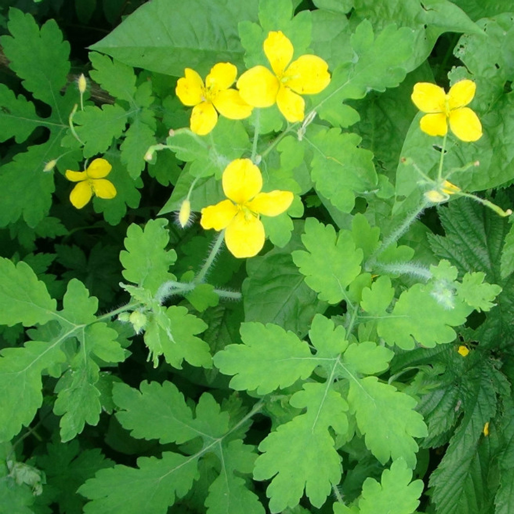 celandine seeds 1kg