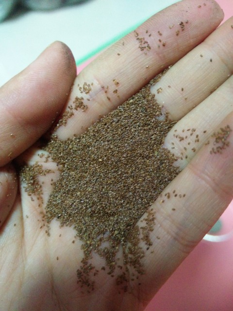 Delphinium ajacis seeds