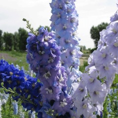 Delphinium ajacis seeds 1kg