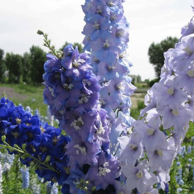Delphinium ajacis seeds 1kg
