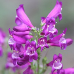 Penstemon seeds 1kg