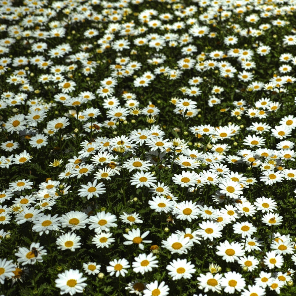 Chrysanthemum maximum seeds 1kg