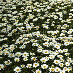 Chrysanthemum maximum seeds 1kg