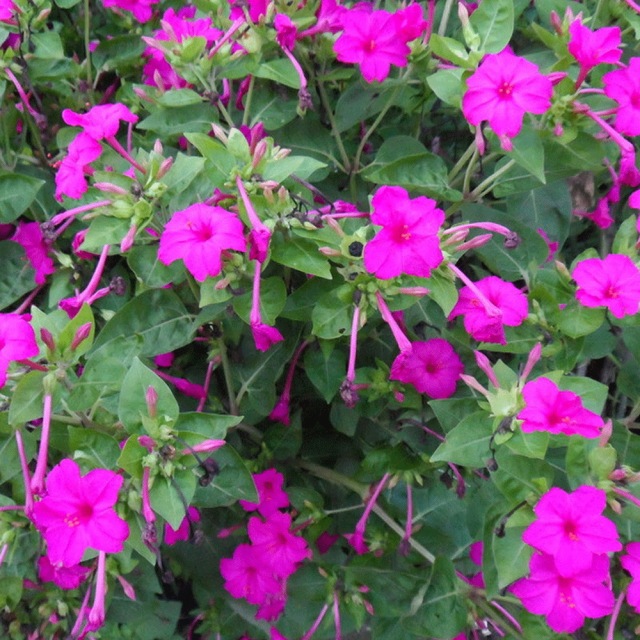 Mirabilis jalapa seeds 1kg