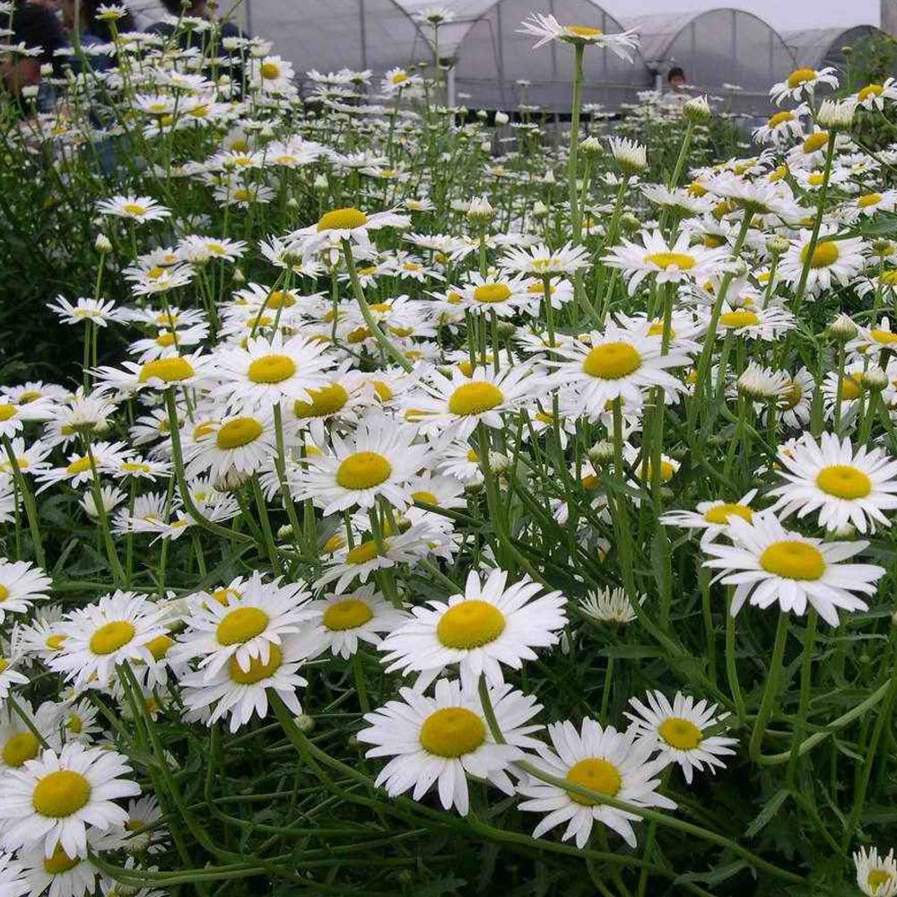 Chrysanthemum maximum seeds 1kg