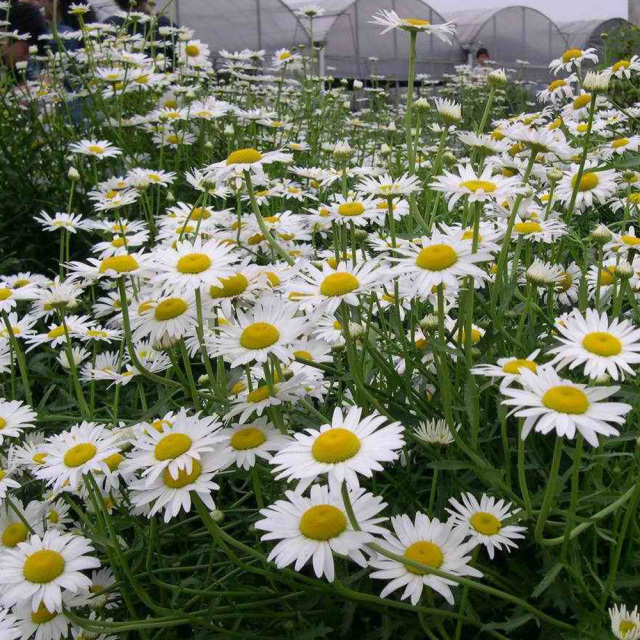 Chrysanthemum maximum seeds 1kg