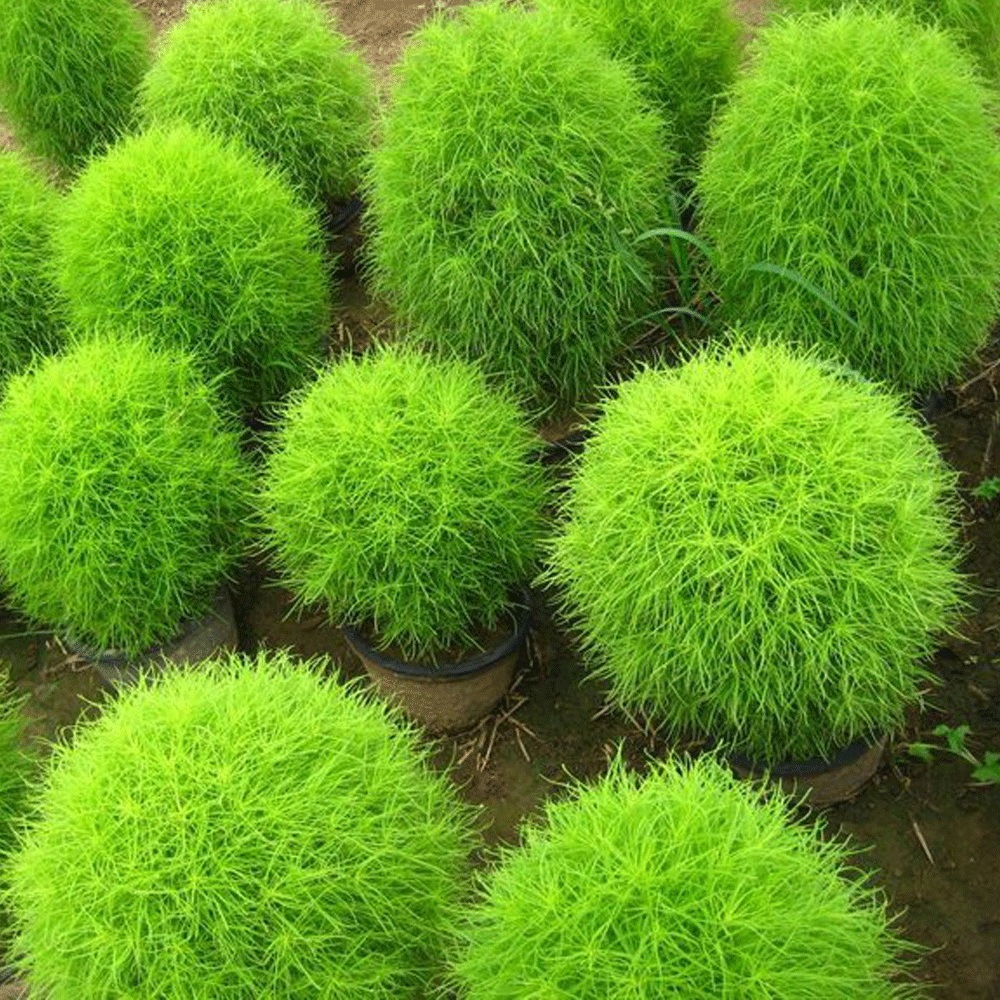 Bassia scoparia seeds/kochia seeds 1kg