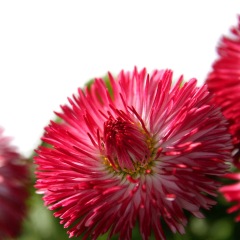 Bellis perennis seeds 1kg
