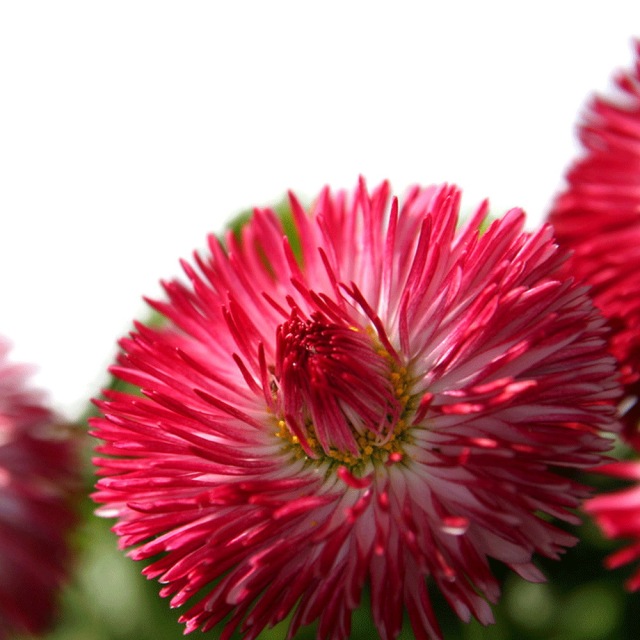 Bellis perennis seeds 1kg