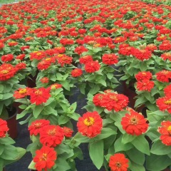 Zinnia seeds 1kg