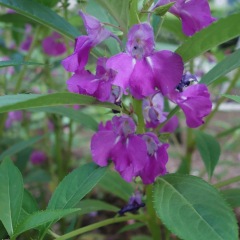 impatiens balsamina seeds 1KG