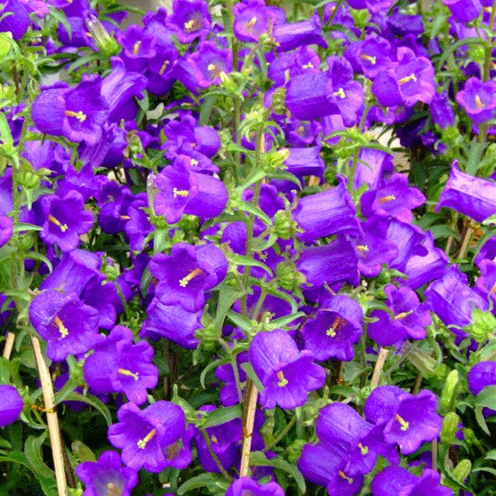 Delphinium ajacis seeds