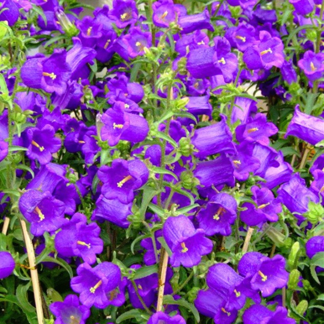 Delphinium ajacis seeds