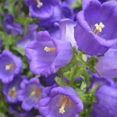 Delphinium ajacis seeds