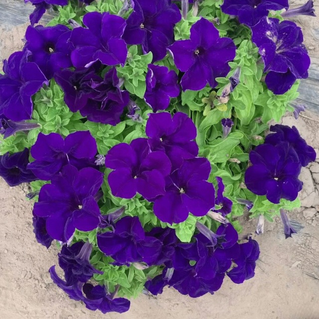 petunia seeds 1kg/bags