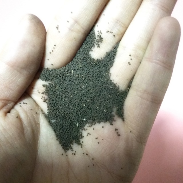 Silene armeria seeds 1KG