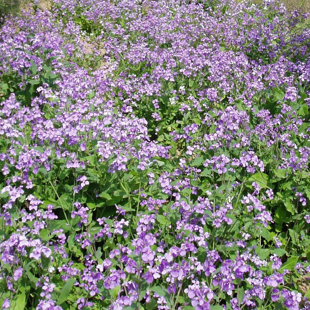 Orychophragmus violaceus seeds
