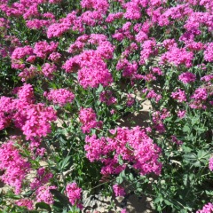 Silene armeria seeds 1KG