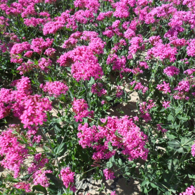 Silene armeria seeds 1KG