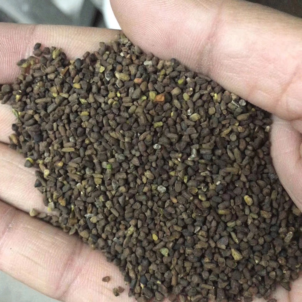Orychophragmus violaceus seeds