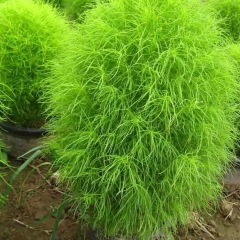 Bassia scoparia seeds/kochia seeds 1kg