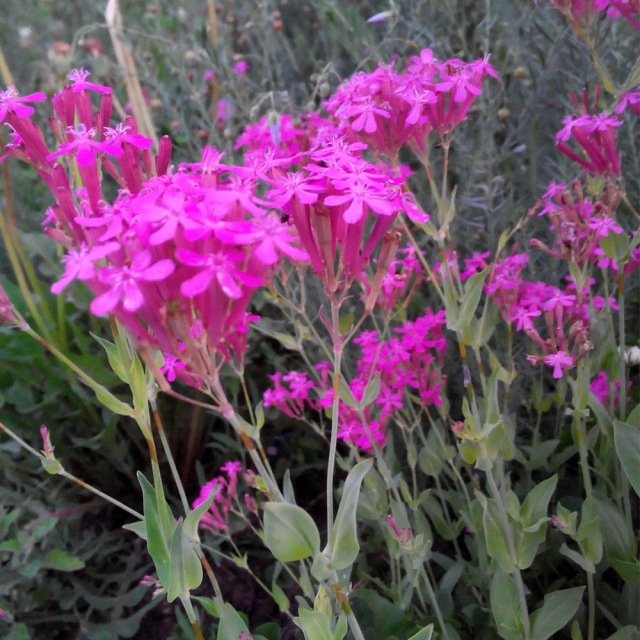 Silene armeria seeds 1KG