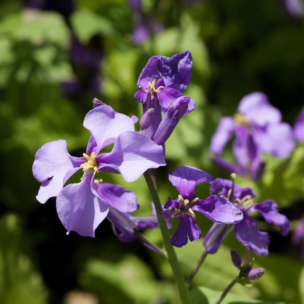 Orychophragmus violaceus seeds