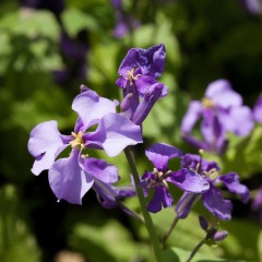 Orychophragmus violaceus seeds