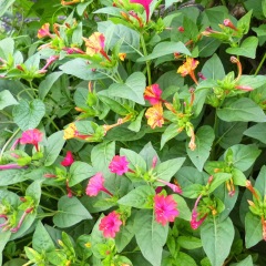 Mirabilis jalapa seeds 1kg