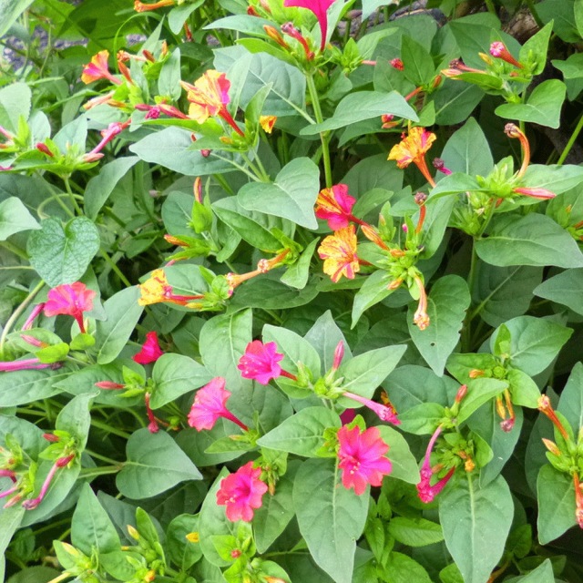 Mirabilis jalapa seeds 1kg