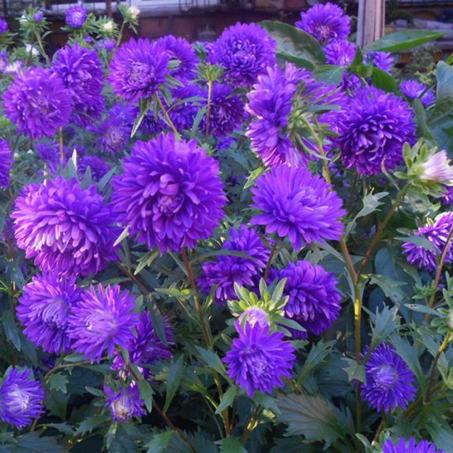 Callistephus chinensis seeds 1kg