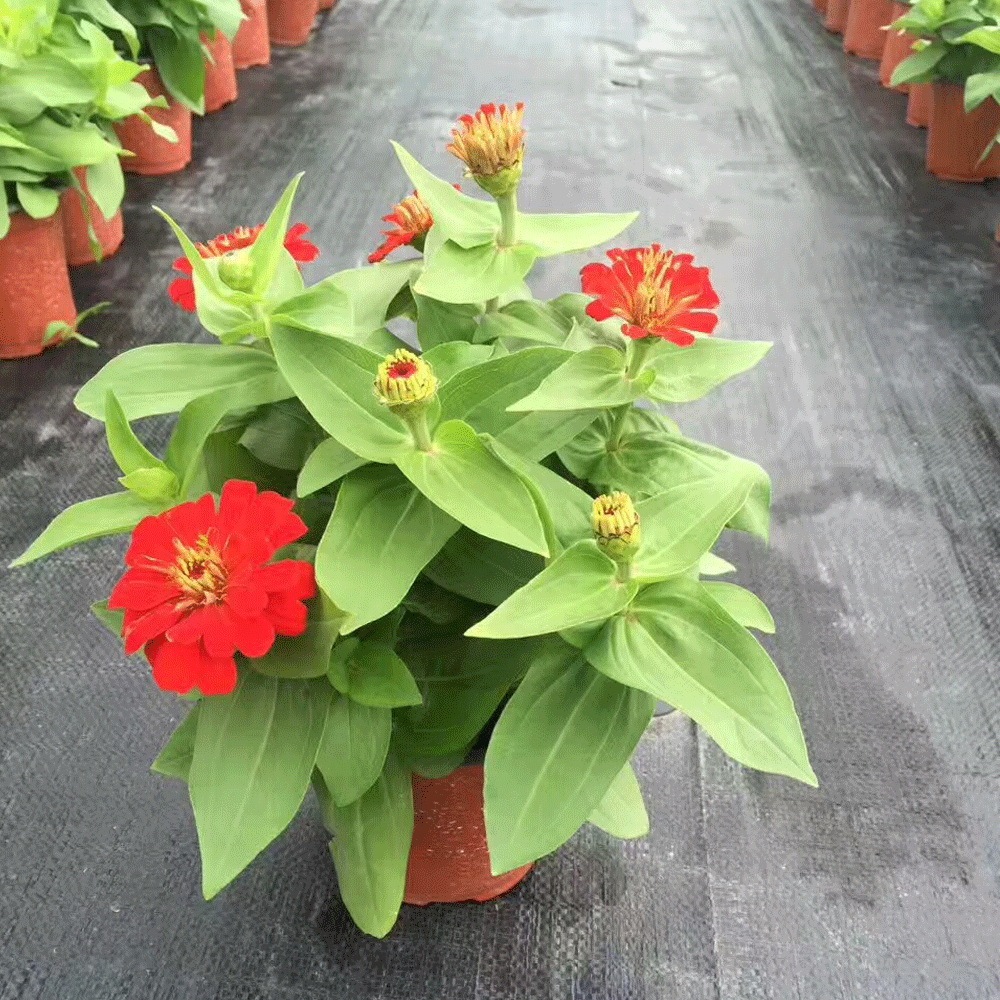 Zinnia seeds 1kg