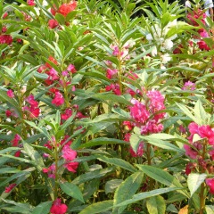 impatiens balsamina seeds 1KG