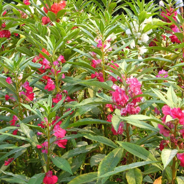 impatiens balsamina seeds 1KG