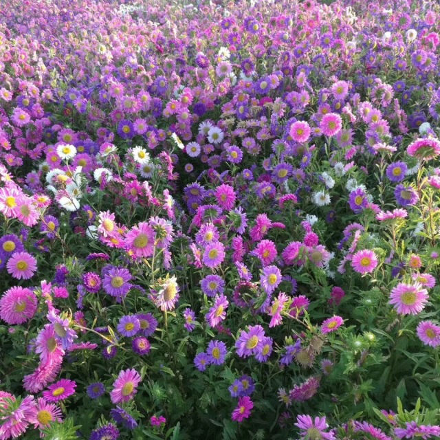 Callistephus chinensis seeds 1kg