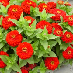 Zinnia seeds 1kg