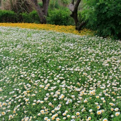 Chrysanthemum seeds 1kg
