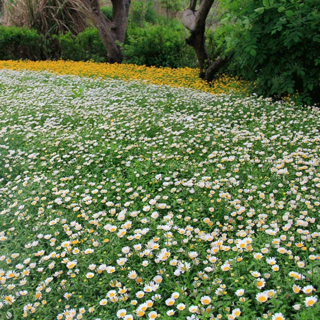 Chrysanthemum seeds 1kg