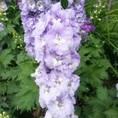 Delphinium ajacis seeds 1kg