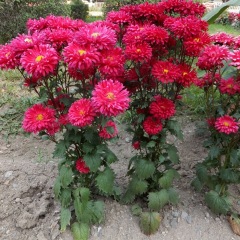 Callistephus chinensis seeds 1kg