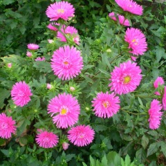 Callistephus chinensis seeds 1kg