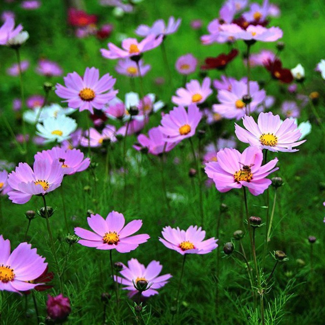 perennial coreopsis seeds 1kg