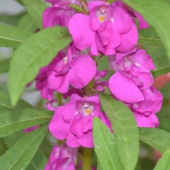 impatiens balsamina seeds 1KG