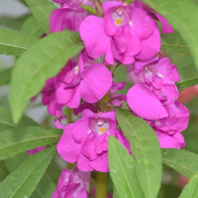 impatiens balsamina seeds 1KG