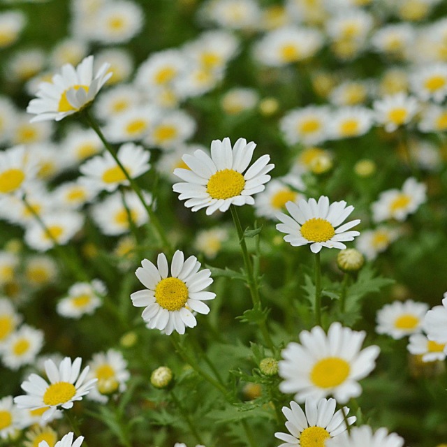 Chrysanthemum seeds 1kg