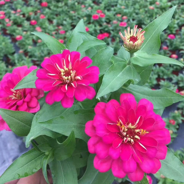 Zinnia seeds 1kg