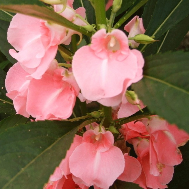 impatiens balsamina seeds 1KG
