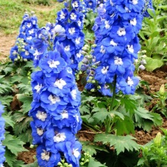 Delphinium ajacis seeds 1kg