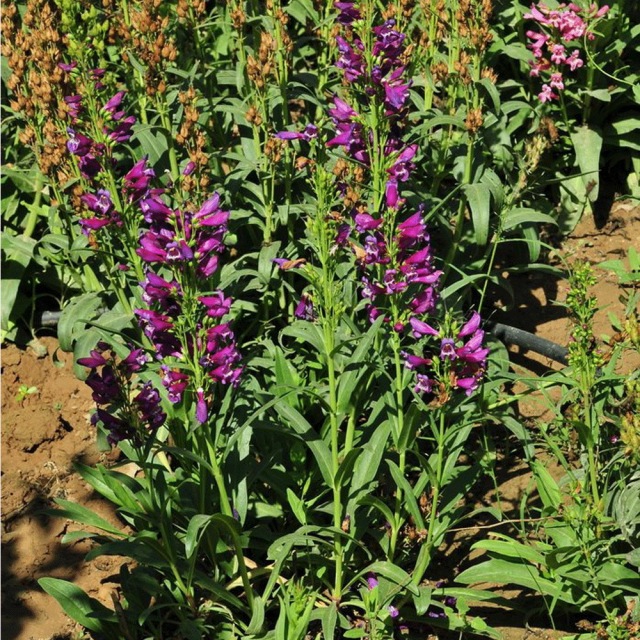 Penstemon seeds 1kg