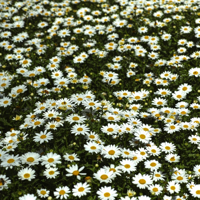 Chrysanthemum maximum seeds 1kg